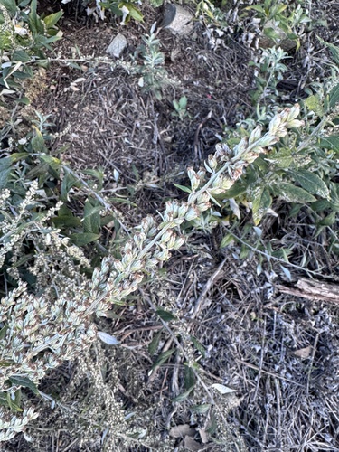 Artemisia douglasiana, 2026-10-22