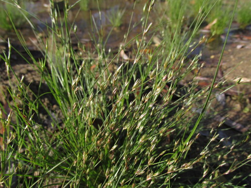 Juncus bufonius observed 2026-10-25