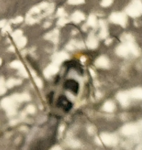 Checkered Melon Beetle