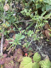 Acmispon parviflorus