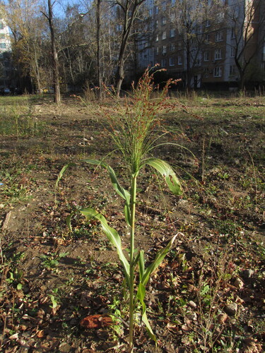 Sorghum bicolor observed 2026-10-25