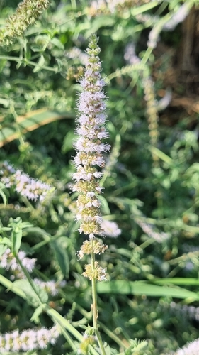 Mentha spicata observed 2026-10-26