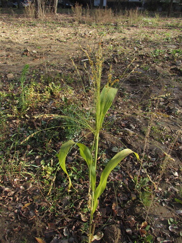 Sorghum bicolor observed 2026-10-25