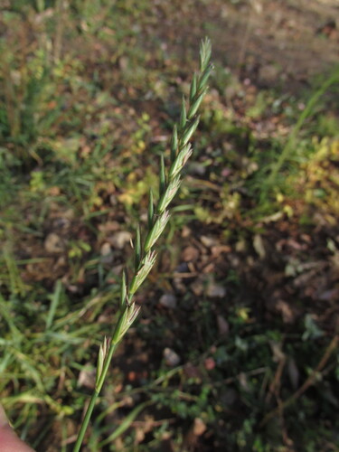 Elymus repens observed 2026-10-25