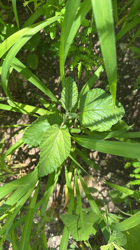 Waltheria indica observed 2026-10-22