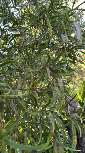 Acacia confusa observed 2026-10-22
