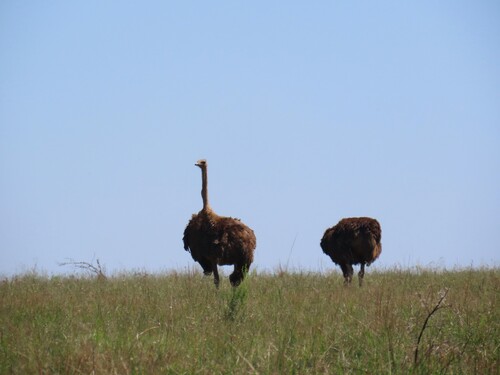Struthio camelus observed 2026-10-25