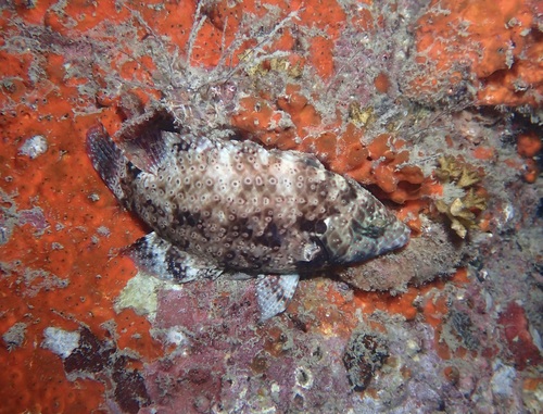 Cheilinus chlorourus observed 2026-10-24