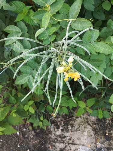 Senna hirsuta observed 2026-10-26