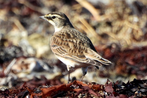 Horned Lark