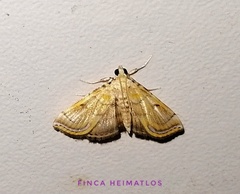 Neurophyseta