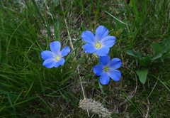 Linum alpinum