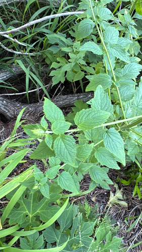 Mesosphaerum pectinatum observed 2026-10-22