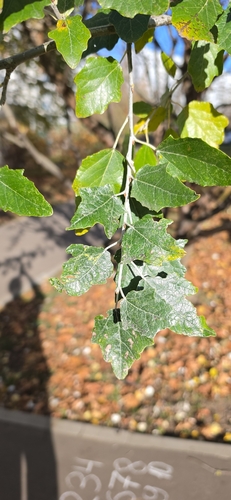 Populus alba, 2026-10-26