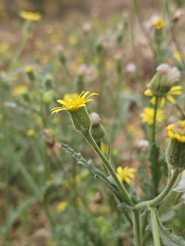 Senecio viscosus observed 2026-10-25