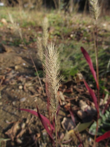 Setaria viridis observed 2026-10-25
