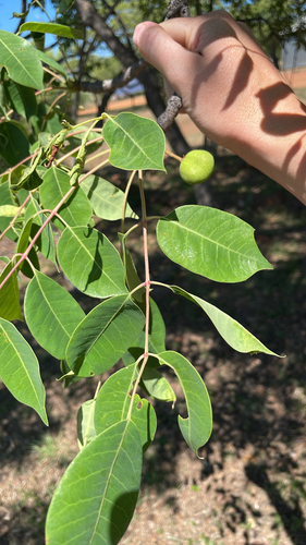 Morula observed 2026-10-26