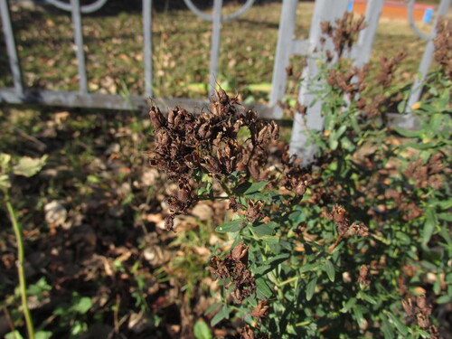 Hypericum perforatum observed 2026-10-25