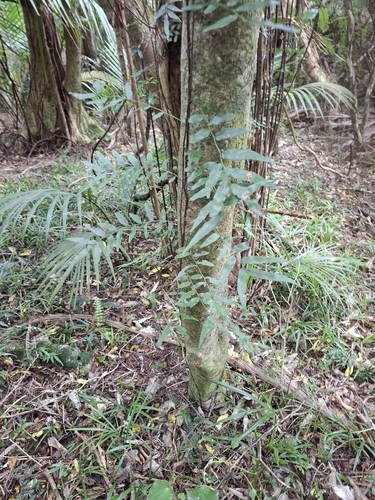 Arthropteris tenella observed 2026-10-26