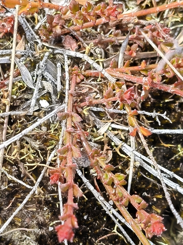 Gonocarpus incanus, 2026-10-24
