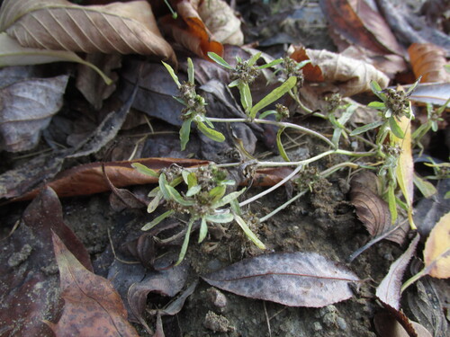 Gnaphalium uliginosum observed 2026-10-25