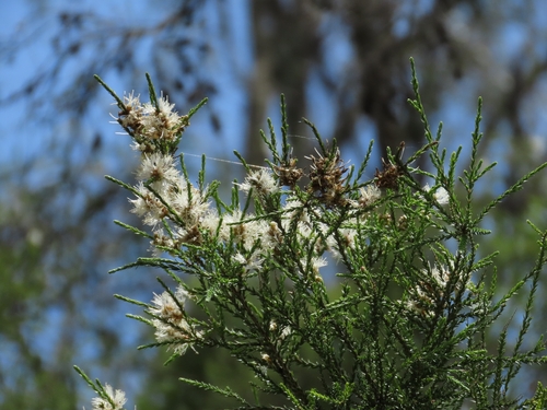 Melaleuca irbyana, 2026-10-26