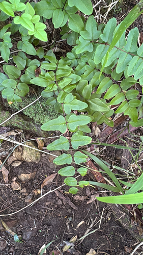Cheilanthes, 2026-10-22