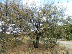 Quercus glaucescens