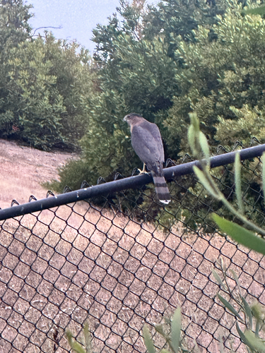 Cooper's Hawk