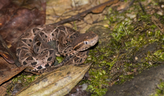 Bothrops jararacussu