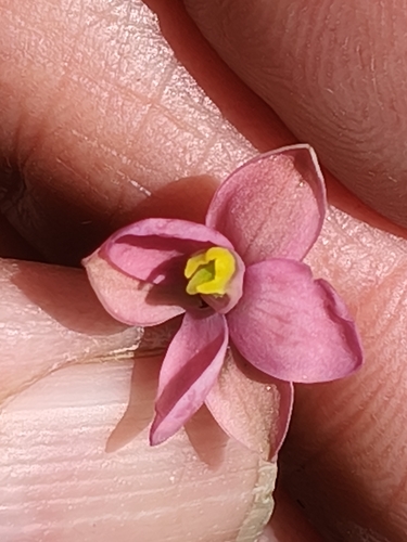 Thelymitra carnea observed 2026-10-24