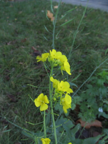 Brassica rapa observed 2026-10-25