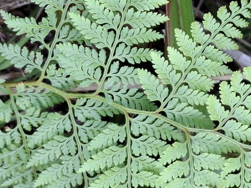 Paesia scaberula observed 2026-10-26
