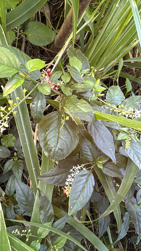 Rivina humilis observed 2026-10-22