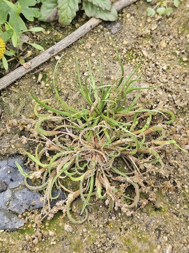 Coleanthus subtilis observed 2026-10-25