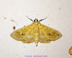 Leucochroma corope