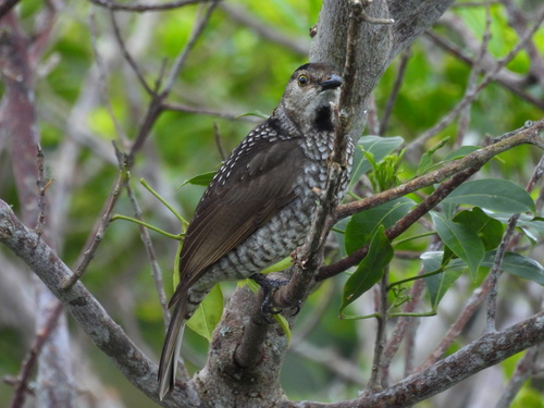 Sericulus chrysocephalus observed 2026-10-24
