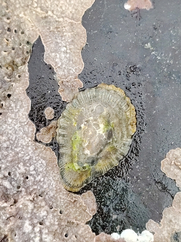 Patella cochlear, 2026-10-26