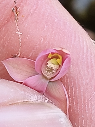 Thelymitra carnea observed 2026-10-24