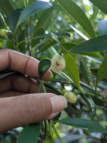 Garcinia observed 2026-10-26