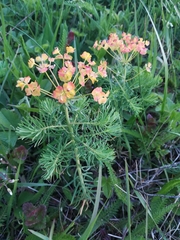 Euphorbia cyparissias