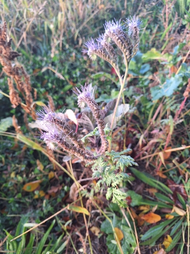 Phacelia tanacetifolia, 2026-10-26