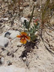 Glaucium corniculatum