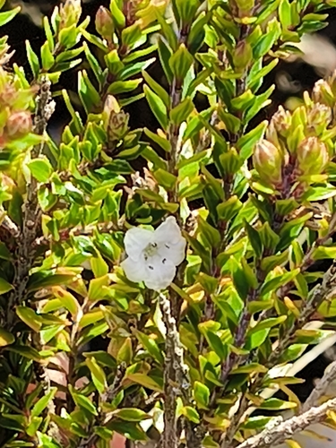 Epacris alpina observed 2026-10-24
