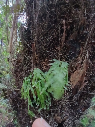Polyphlebium venosum observed 2026-10-26
