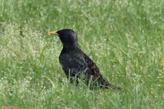Sturnus vulgaris