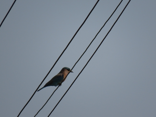 Coracias benghalensis observed 2026-10-26