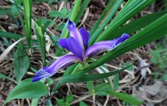 Iris graminea