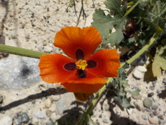 Glaucium corniculatum