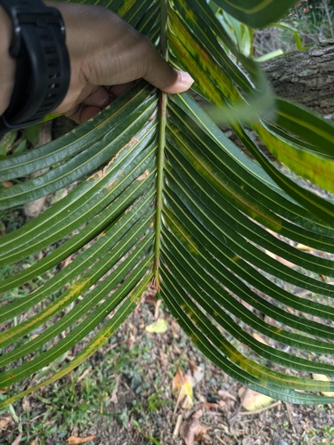 Cycas seemannii observed 2026-10-26